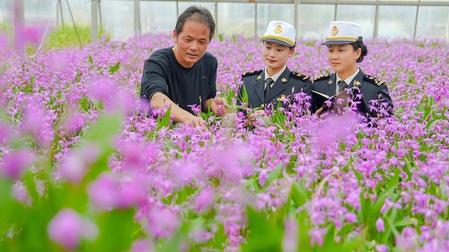 中国花卉“绽放”海外市场